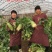 791萝卜种子顶小口感好产量高商品性强上绿下白8000斤