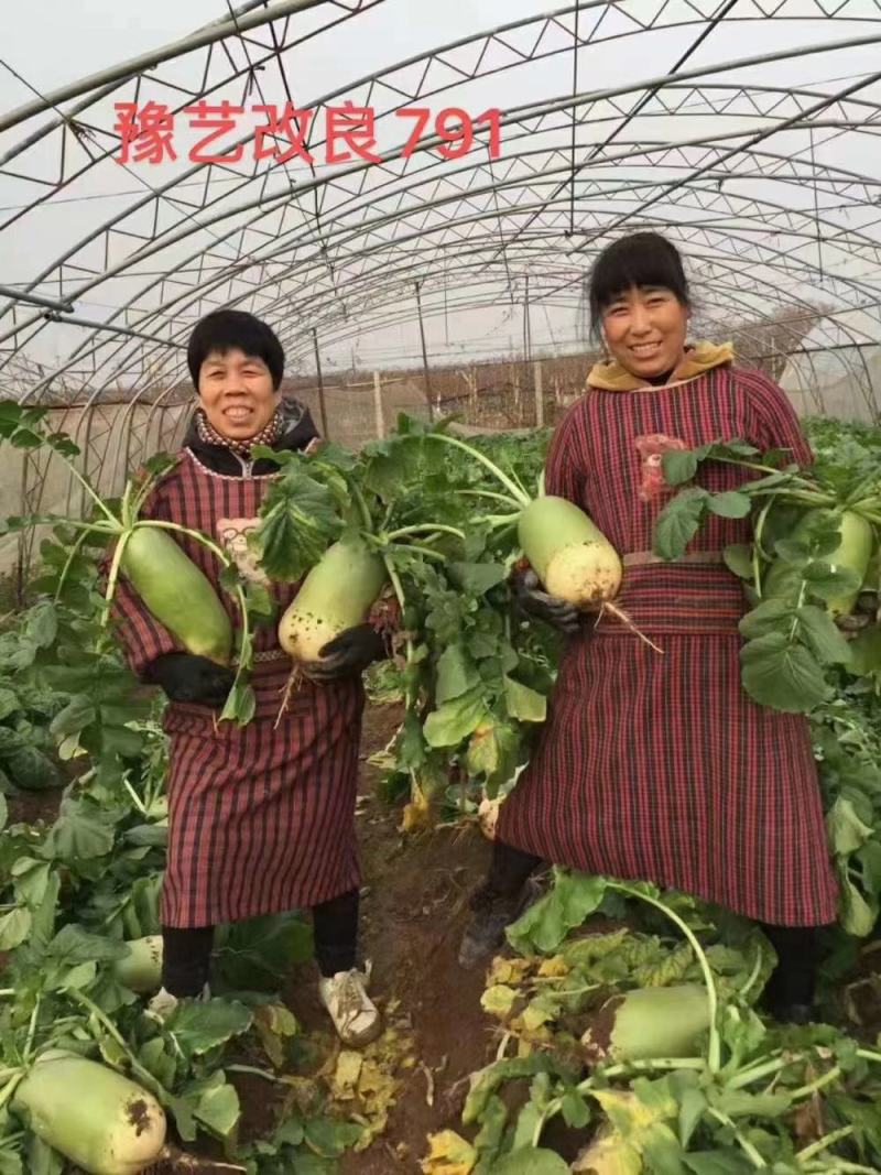 791萝卜种子顶小口感好产量高商品性强上绿下白8000斤