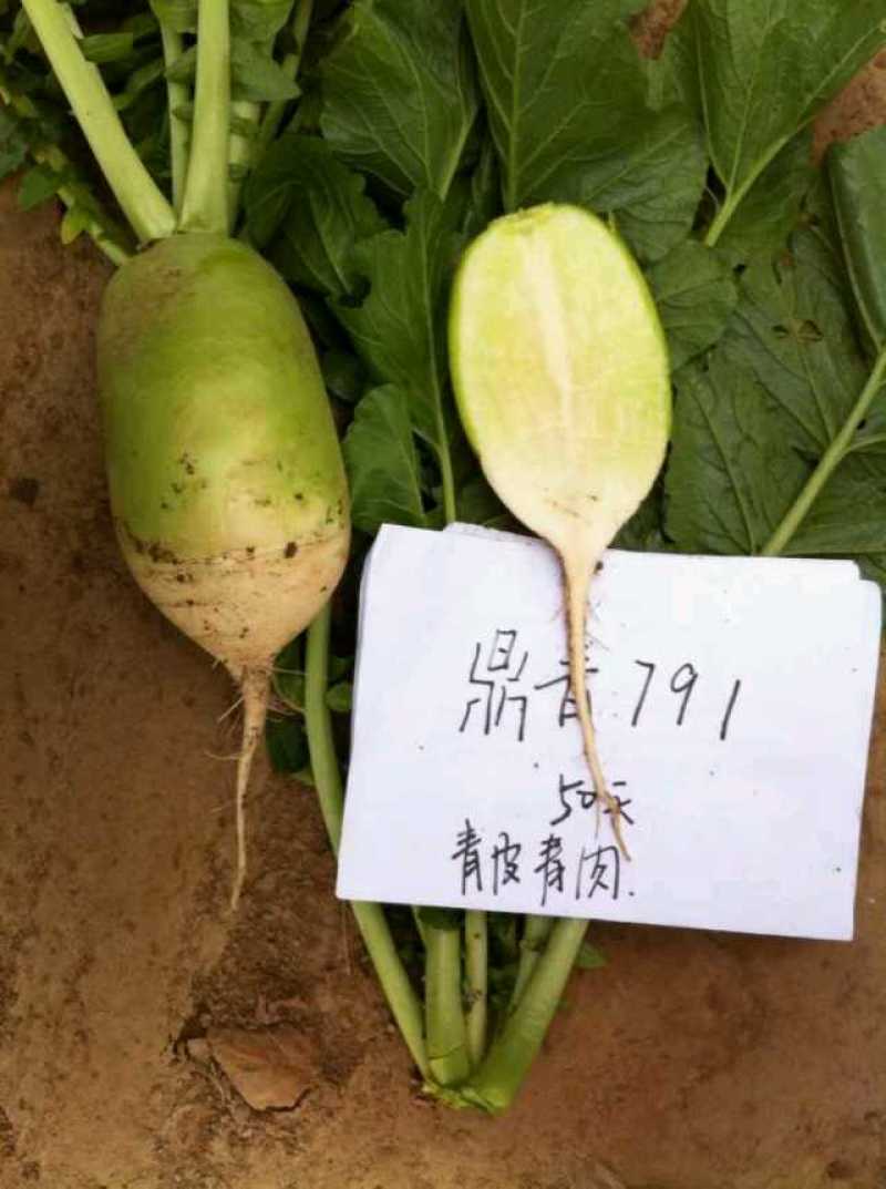 791萝卜种子顶小口感好产量高商品性强上绿下白8000斤