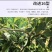 河北永德助改进型拉枝器开角器苹果樱桃李梨果树拉枝定型开角
