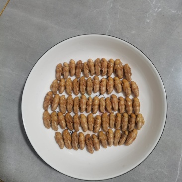 皇竹虫蛹