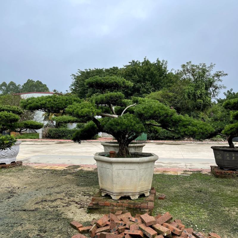 【罗汉松罗汉杉长青罗汉杉】各种规格欢迎合作详谈