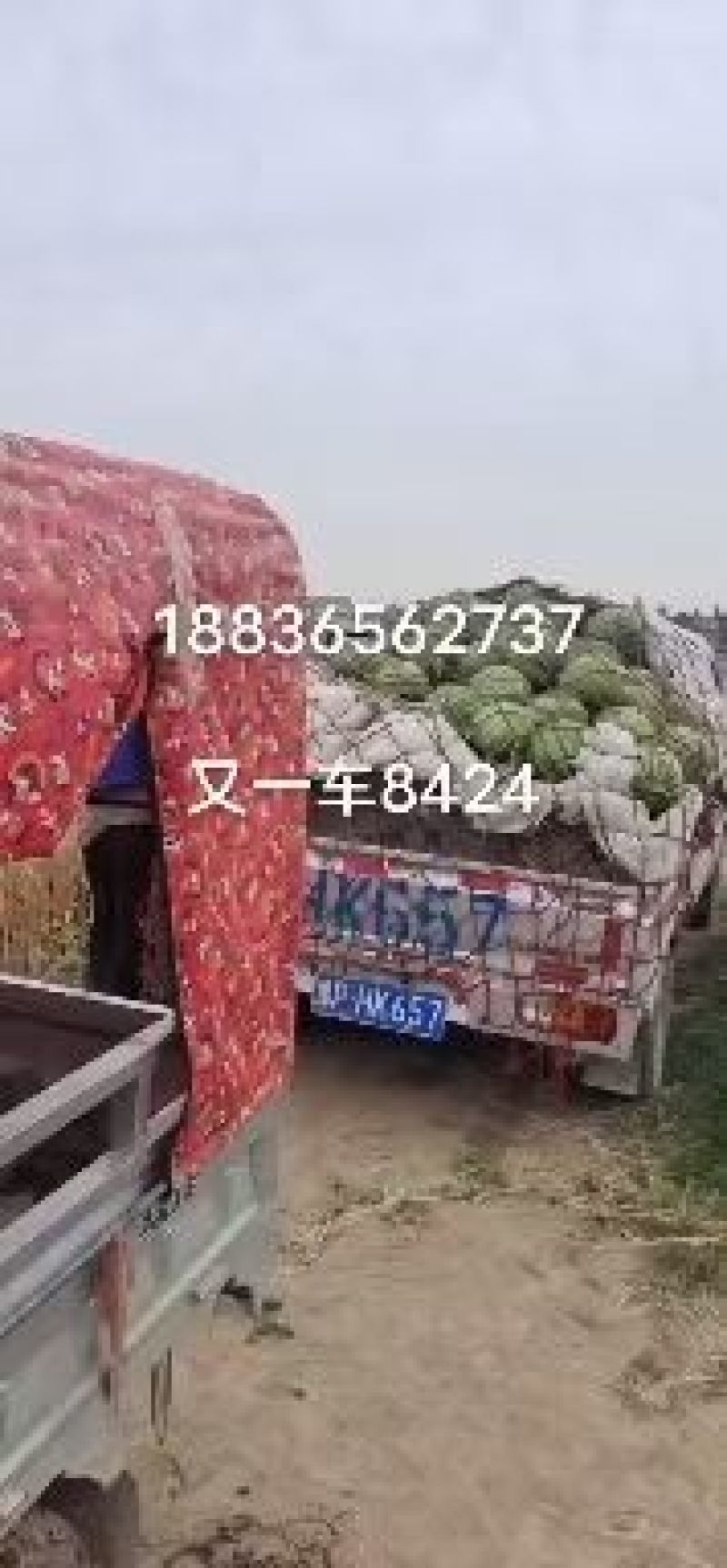 头茬美都8424甜王产地直销质量保证