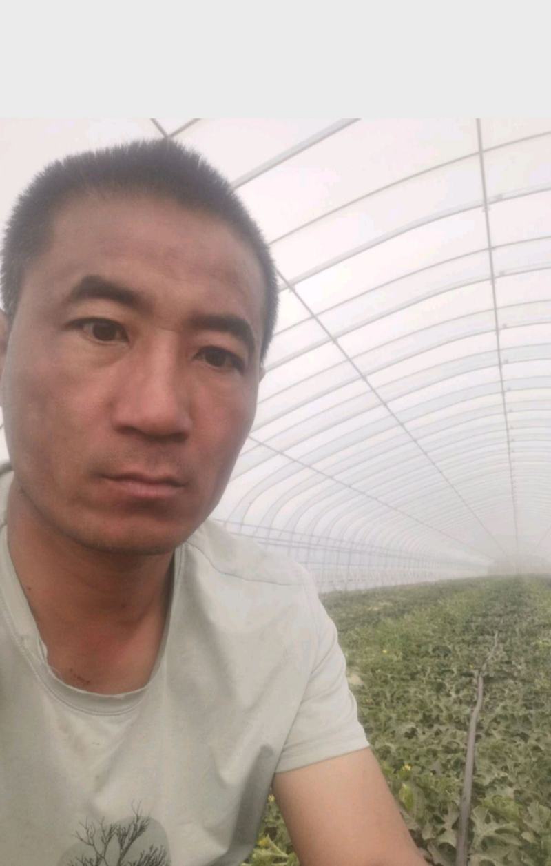 内蒙西瓜甜王西瓜皮薄超甜西瓜赤峰西瓜农户自种现摘现发