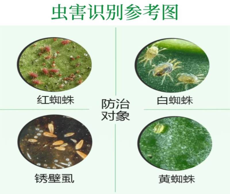 飞香15%哒螨灵水乳剂苹果树红蜘蛛杀螨剂花卉白蜘蛛跳甲叶