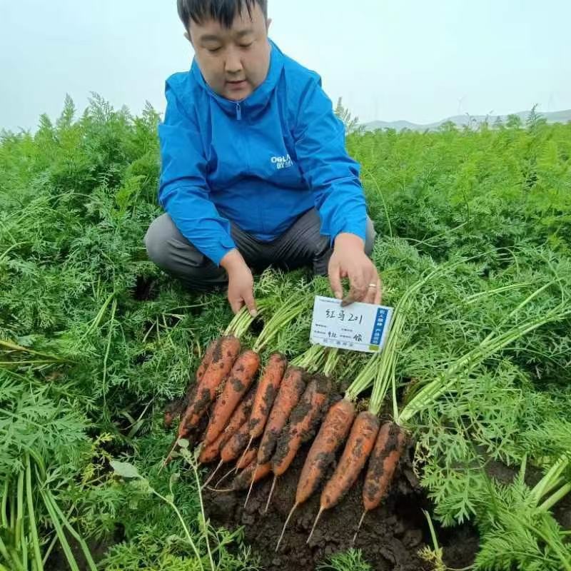 红胡萝卜种子抗病性强产量高7500斤口感好顺直商品性强