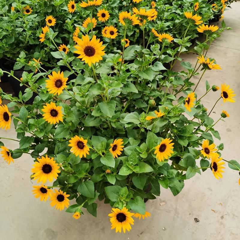 光辉岁月向日葵花苗盆栽多年生持续开花阳台庭院花卉植物