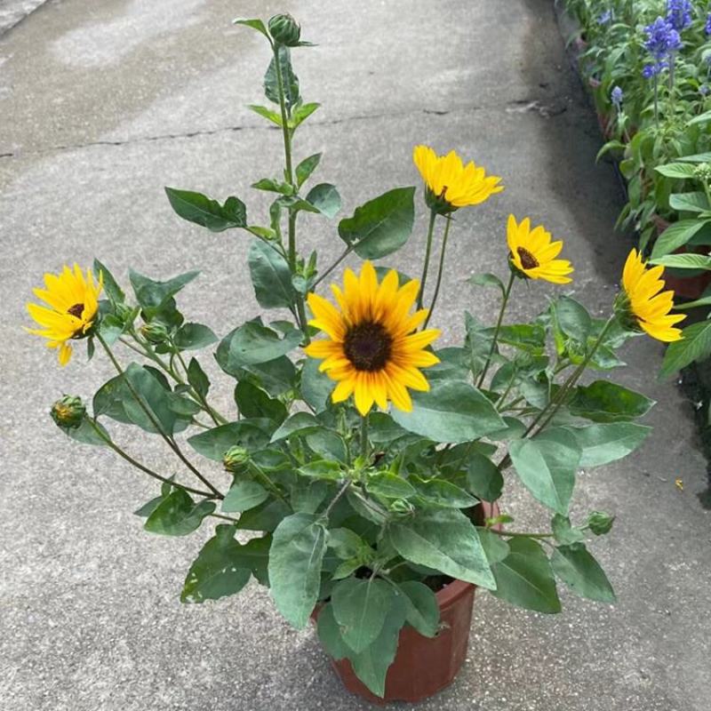 光辉岁月向日葵花苗盆栽多年生持续开花阳台庭院花卉植物
