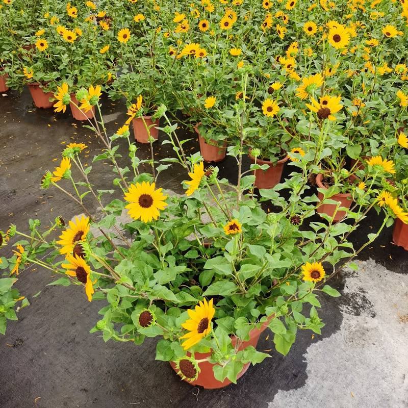 光辉岁月向日葵花苗盆栽多年生持续开花阳台庭院花卉植物