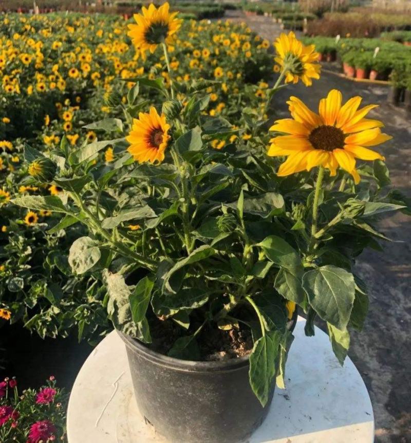 光辉岁月向日葵花苗盆栽多年生持续开花阳台庭院花卉植物