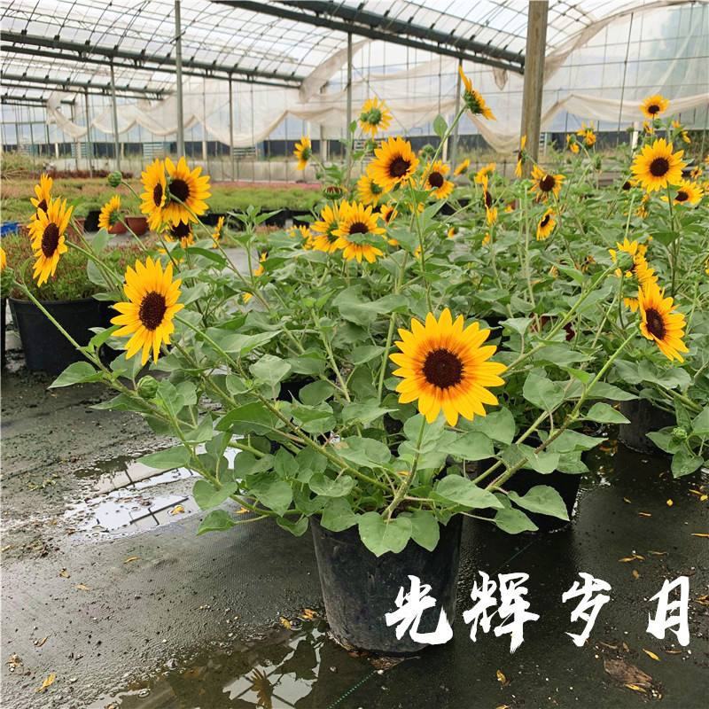 光辉岁月向日葵花苗盆栽多年生持续开花阳台庭院花卉植物