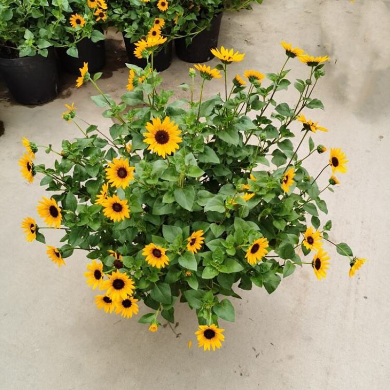 光辉岁月向日葵花苗盆栽多年生持续开花阳台庭院花卉植物