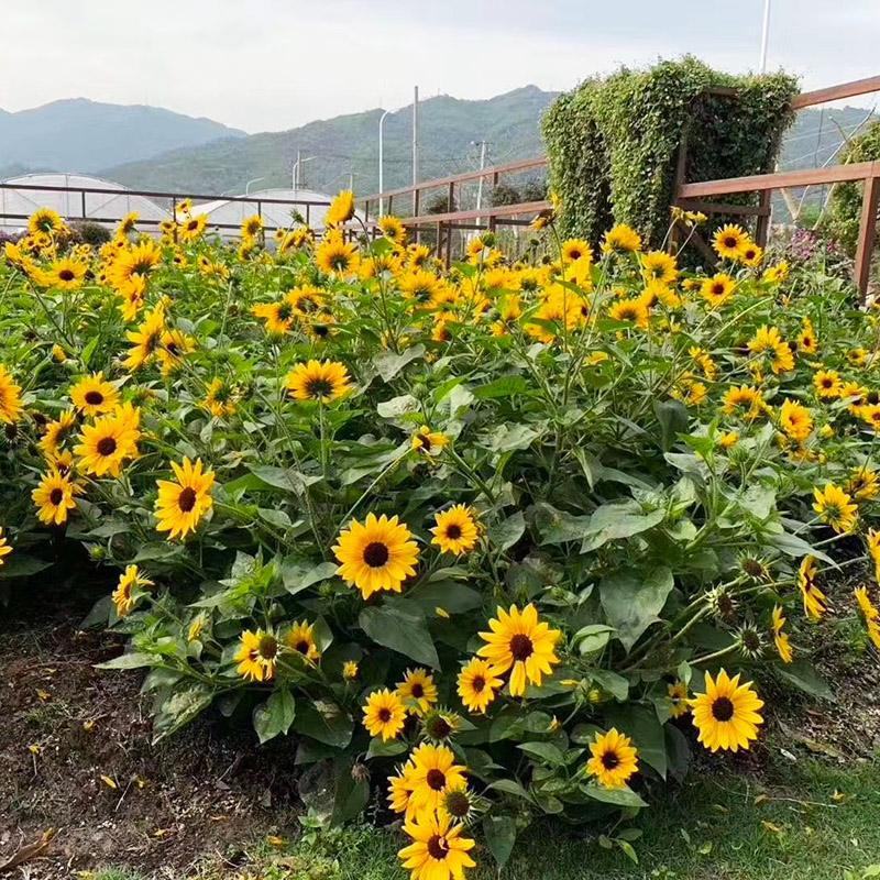 光辉岁月向日葵花苗盆栽多年生持续开花阳台庭院花卉植物