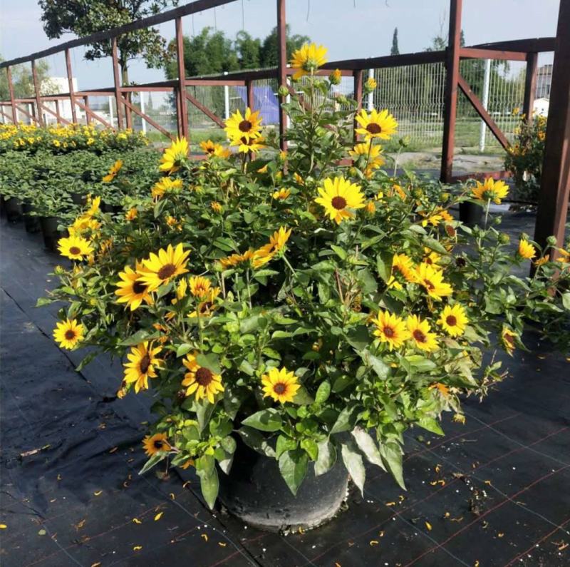光辉岁月向日葵花苗盆栽多年生持续开花阳台庭院花卉植物