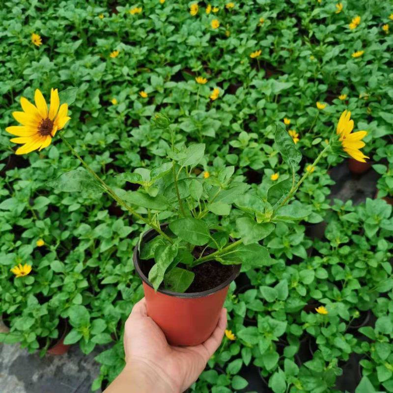 光辉岁月向日葵花苗盆栽多年生持续开花阳台庭院花卉植物
