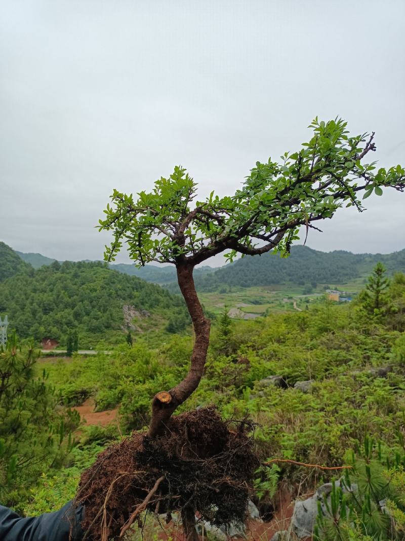 铁马鞭盆景非常苍老