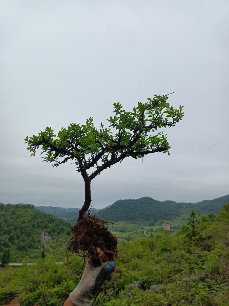 铁马鞭盆景非常苍老