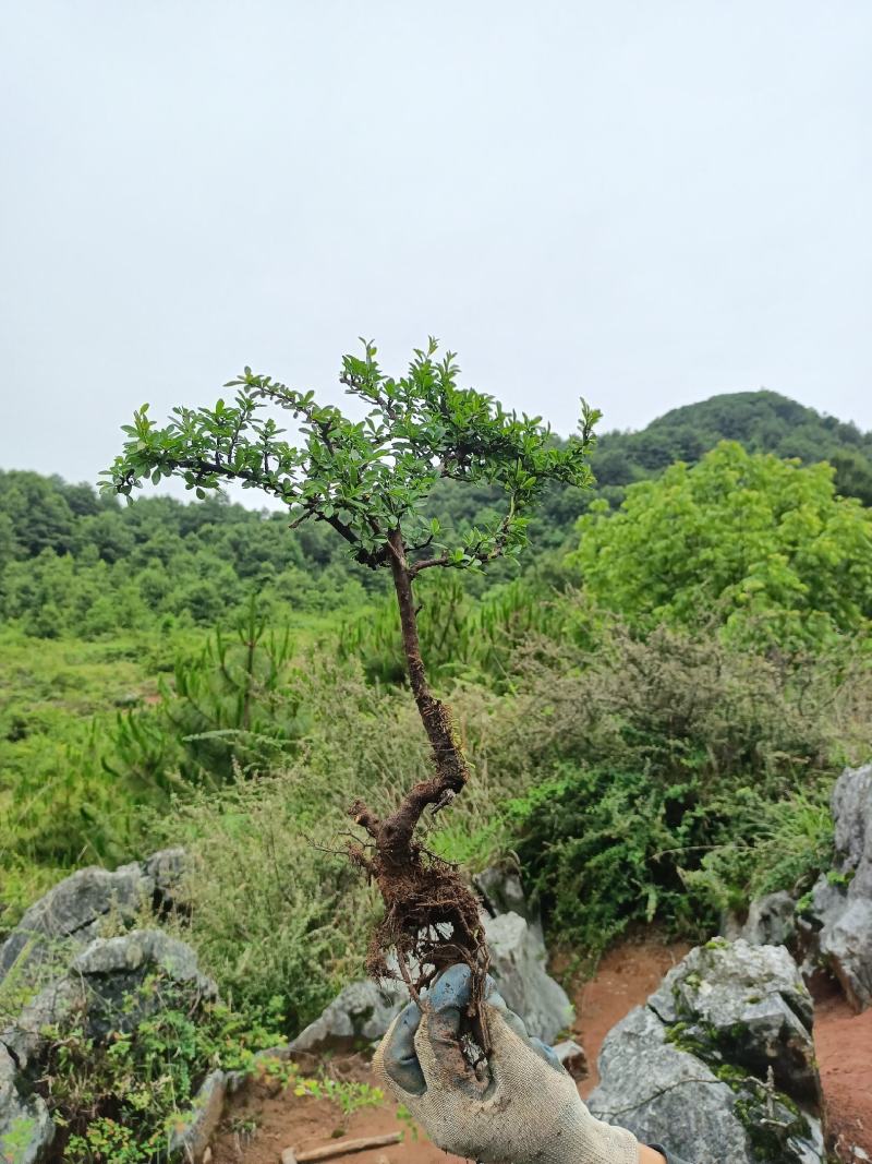 铁马鞭盆景非常苍老