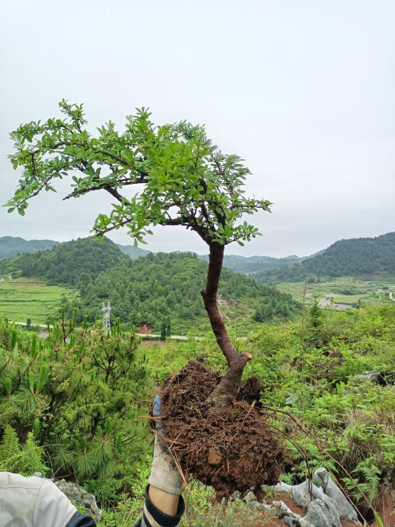 铁马鞭盆景非常苍老