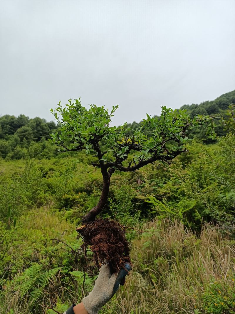 铁马鞭盆景非常苍老