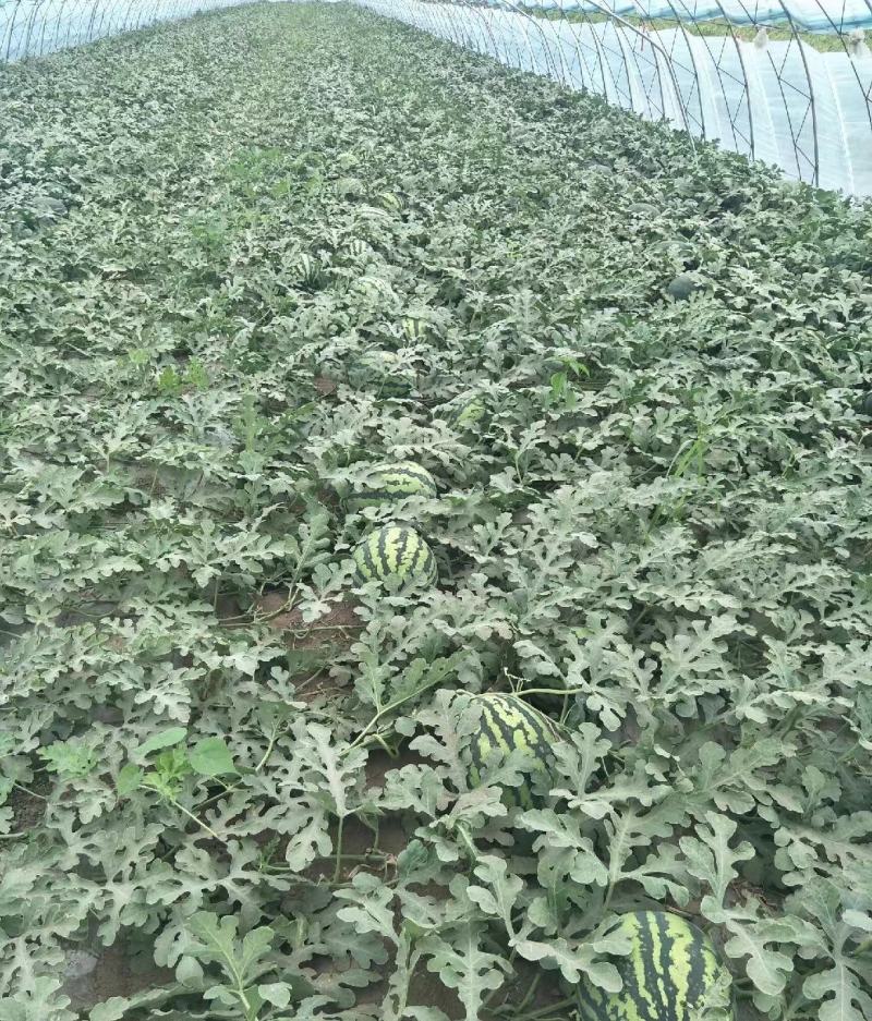内蒙双红瓤金城五号西瓜赤峰西瓜产区直发自种500亩无代办