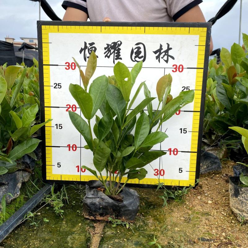 【宫粉龙船花大叶龙船花】各种规格欢迎合作详谈