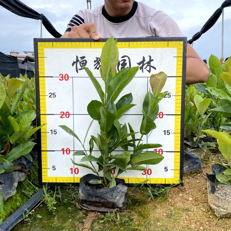 【宫粉龙船花大叶龙船花】各种规格欢迎合作详谈