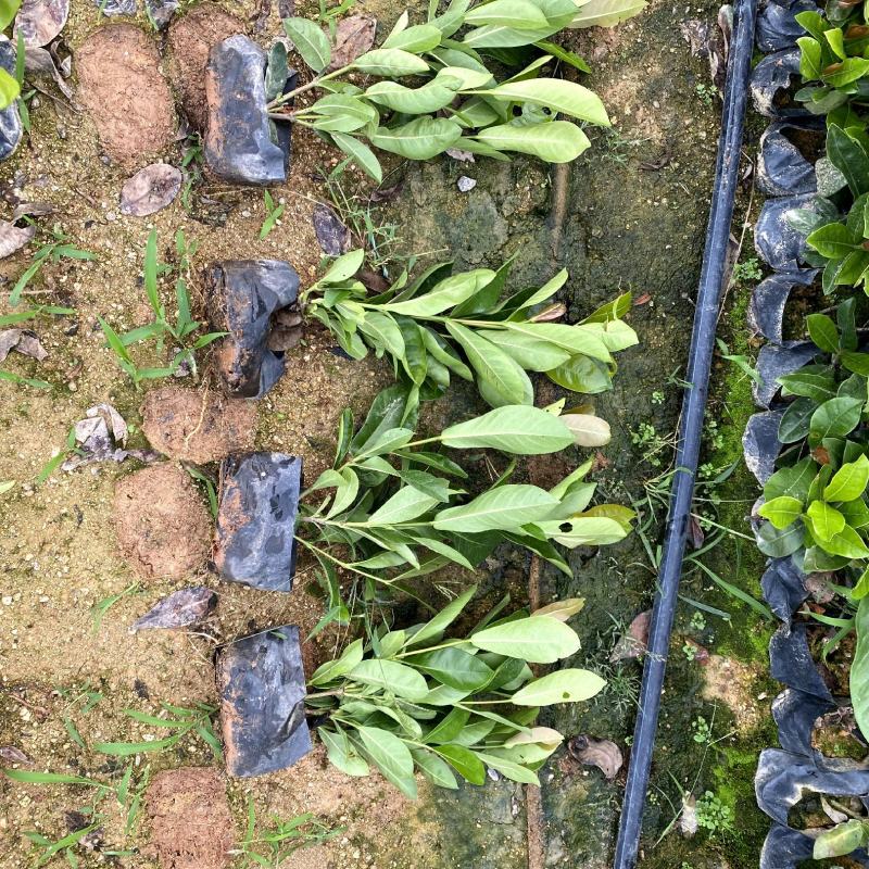 【宫粉龙船花大叶龙船花】各种规格欢迎合作详谈