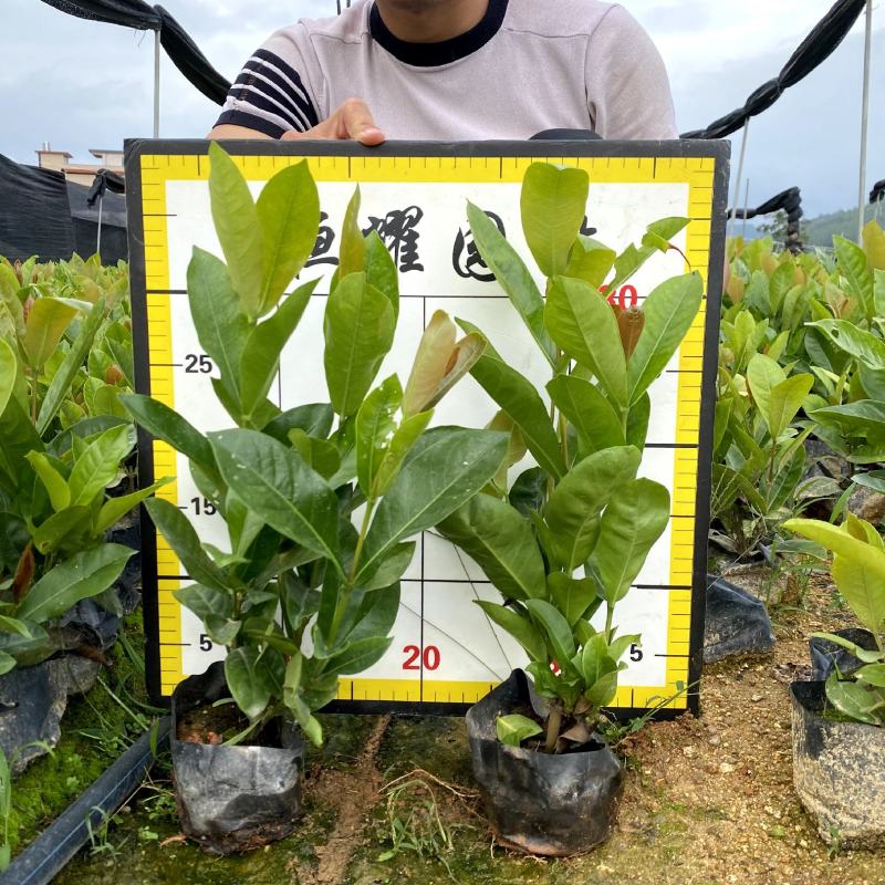 【宫粉龙船花大叶龙船花】各种规格欢迎合作详谈