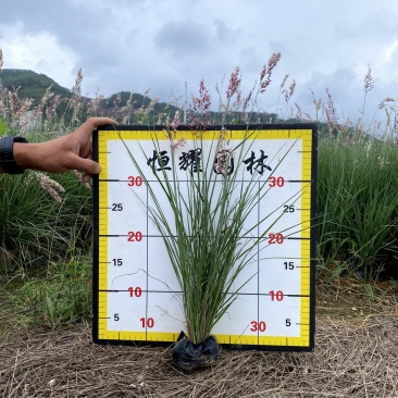 【粉黛乱子草毛芒乱子草】各种规格欢迎合作详谈