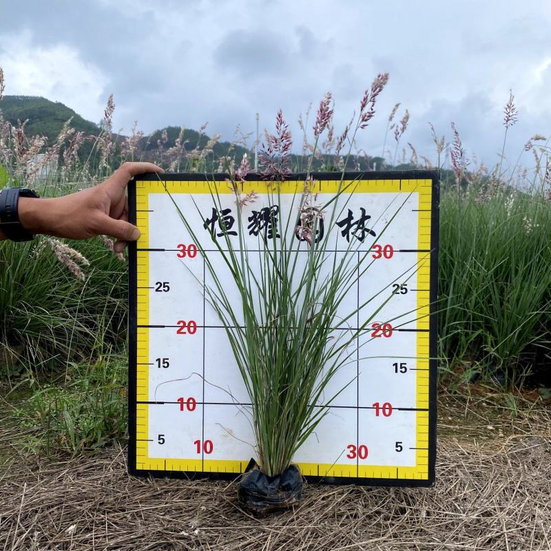 【粉黛乱子草毛芒乱子草】各种规格欢迎合作详谈