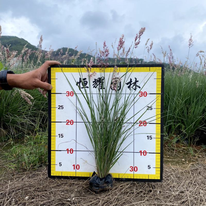 【粉黛乱子草毛芒乱子草】各种规格欢迎合作详谈