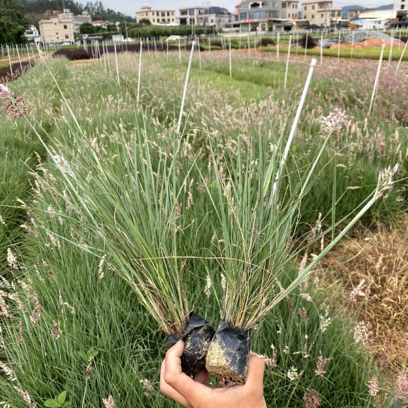 【粉黛乱子草毛芒乱子草】各种规格欢迎合作详谈