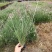 【粉黛乱子草毛芒乱子草】各种规格欢迎合作详谈