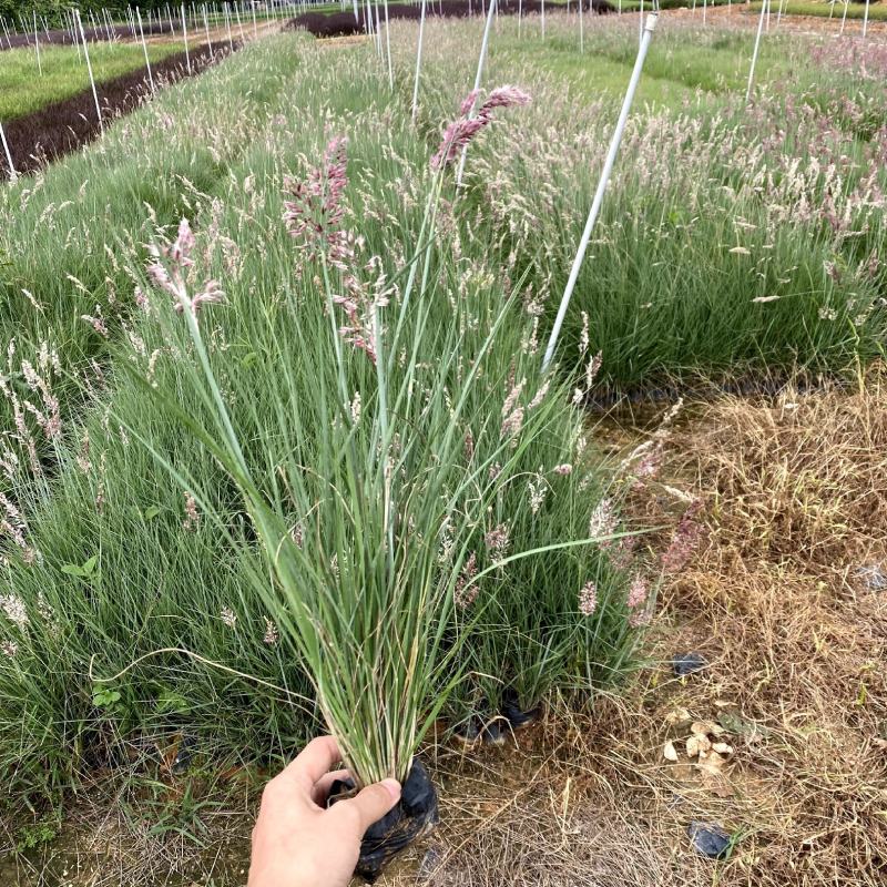 【粉黛乱子草毛芒乱子草】各种规格欢迎合作详谈