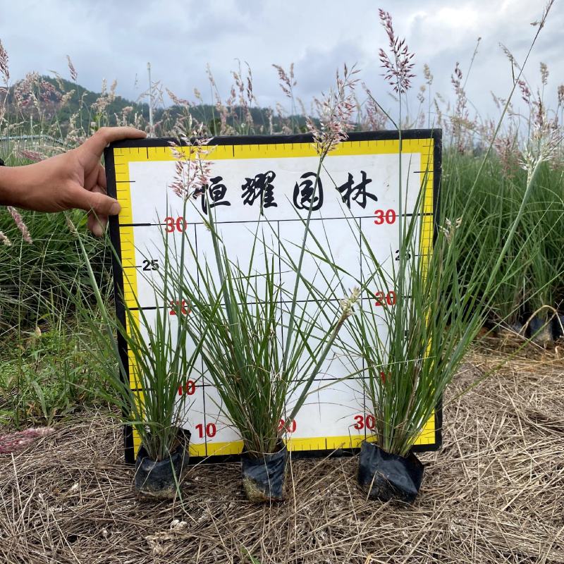 【粉黛乱子草毛芒乱子草】各种规格欢迎合作详谈