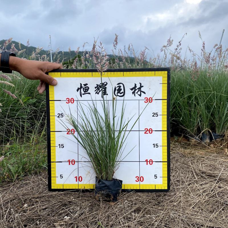【粉黛乱子草毛芒乱子草】各种规格欢迎合作详谈