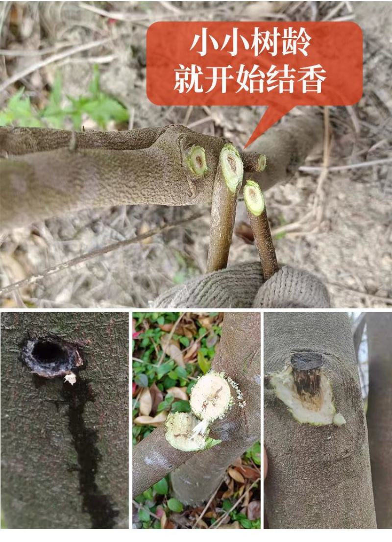 奇楠沉香苗正宗嫁接苗（汝湖金丝油）全国包邮假一赔十