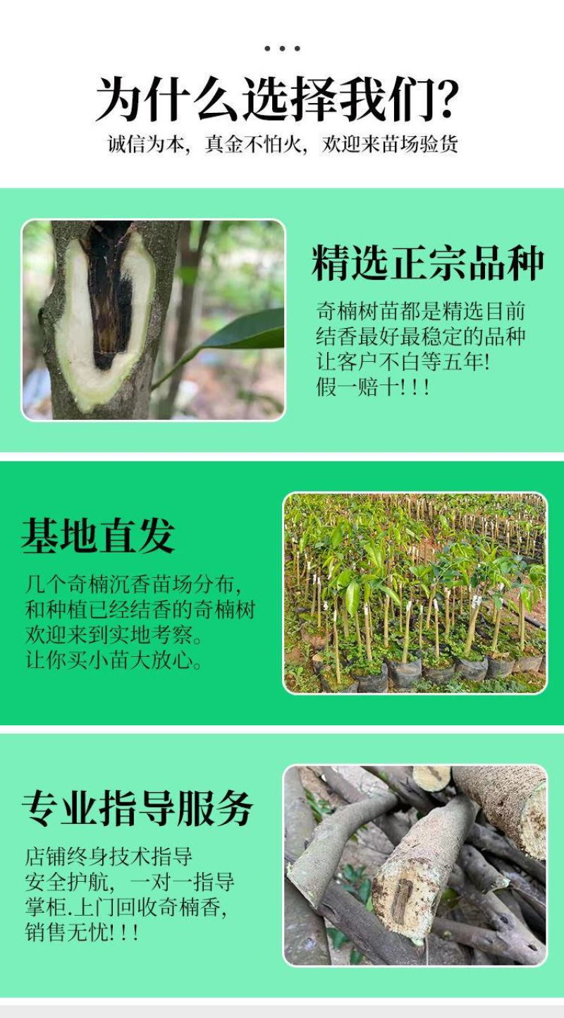 奇楠沉香苗正宗嫁接苗（汝湖金丝油）全国包邮假一赔十