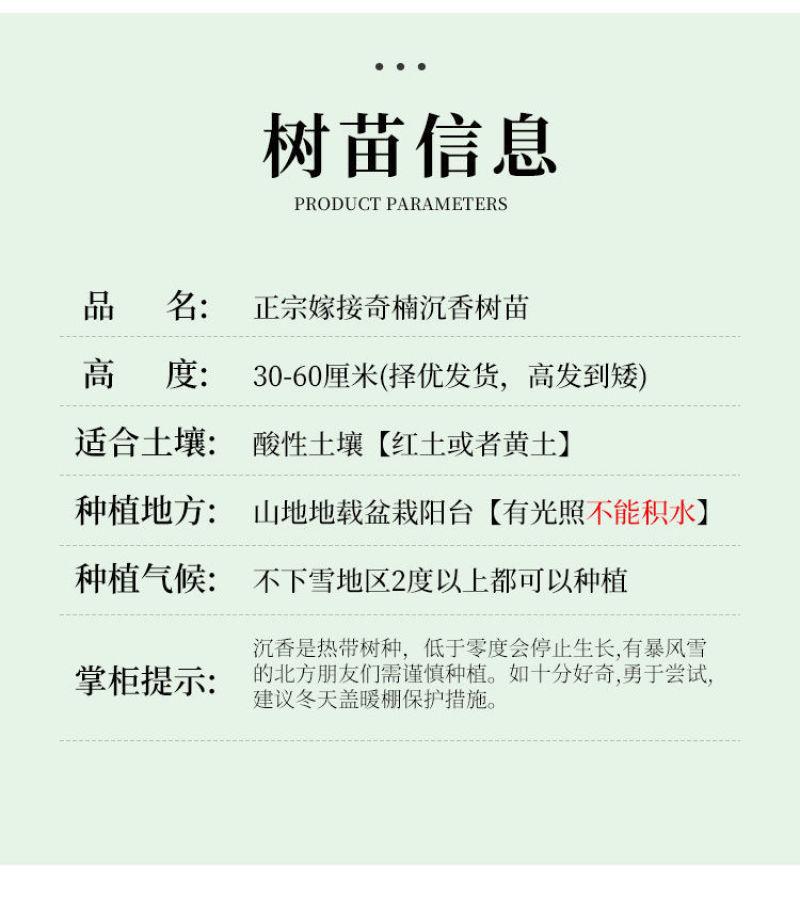 奇楠沉香苗正宗嫁接苗（汝湖金丝油）全国包邮假一赔十