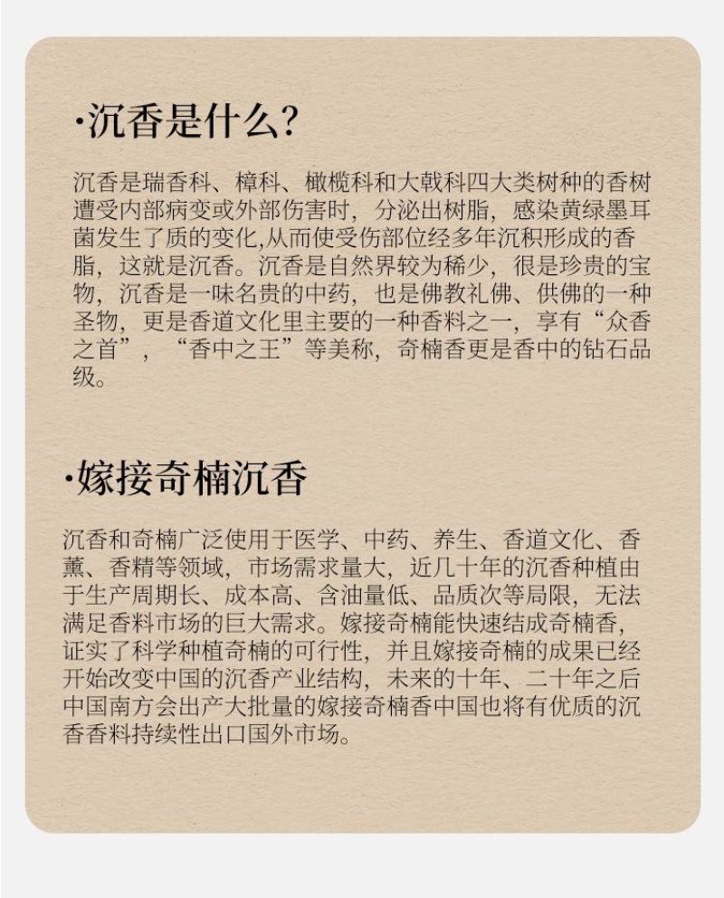 奇楠沉香苗正宗嫁接苗（汝湖金丝油）全国包邮假一赔十
