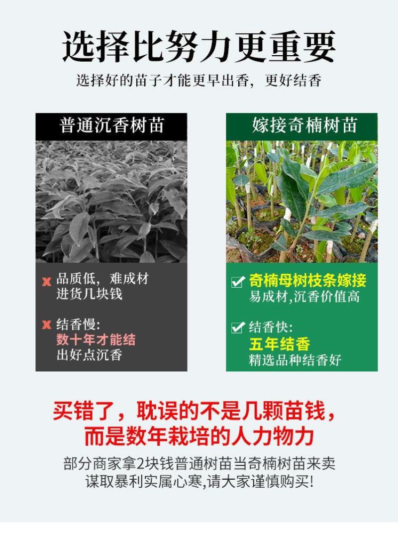奇楠沉香苗正宗嫁接苗（汝湖金丝油）全国包邮假一赔十