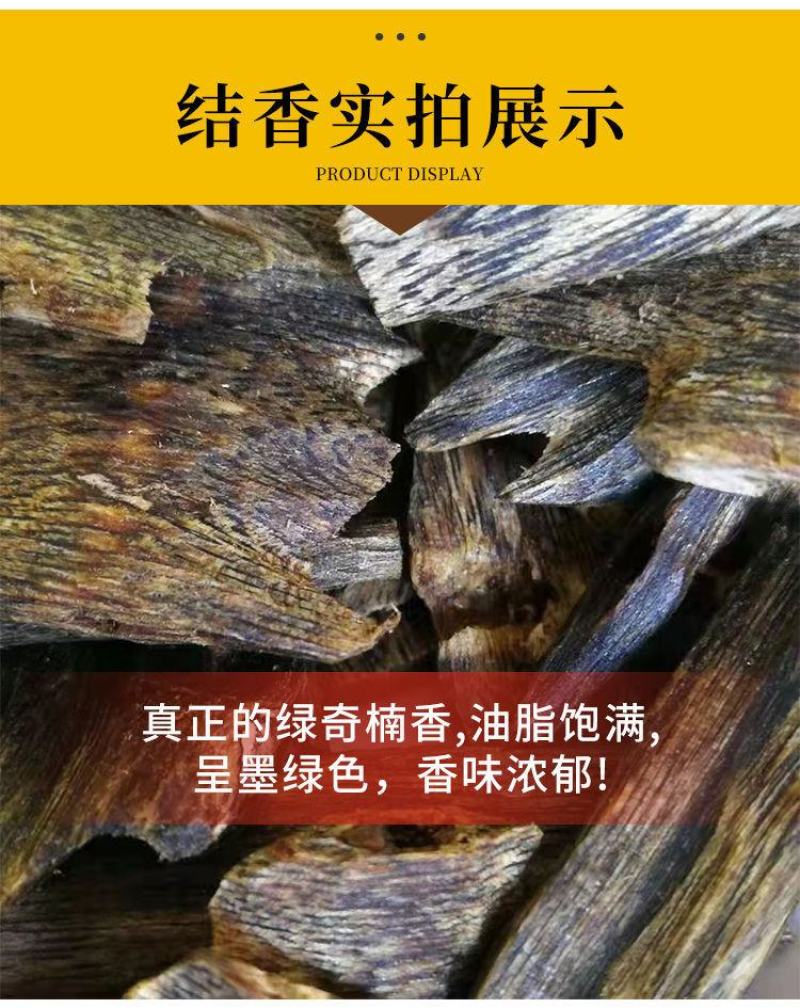 奇楠沉香苗正宗嫁接苗（汝湖金丝油）全国包邮假一赔十