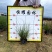 【小兔子狼尾草小布尼狼尾草】各种规格欢迎合作详谈