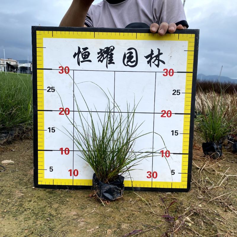 【小兔子狼尾草小布尼狼尾草】各种规格欢迎合作详谈