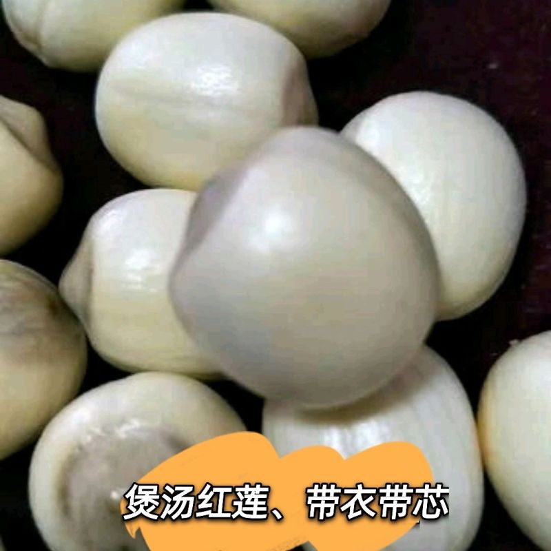 江西特产新鲜莲子通芯鲜莲煲汤煮粥糖水手工鲜莲白莲一件代发