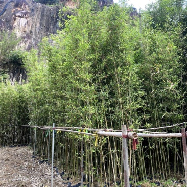 【唐竹紫竹钢竹青皮竹等】各种规格欢迎合作详谈