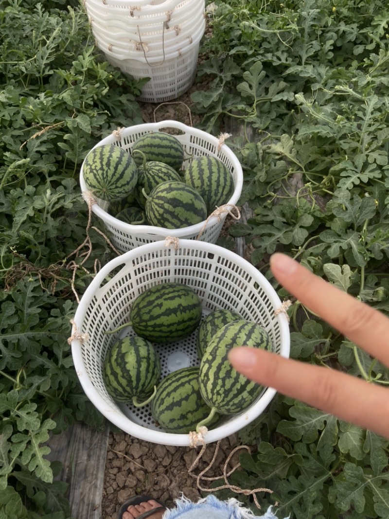 甘美4k产地直销，皮薄，红壤口感脆甜，头茬精品，需要联系