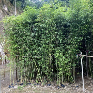 【刚竹紫竹毛竹青皮竹等】各种规格欢迎合作详谈