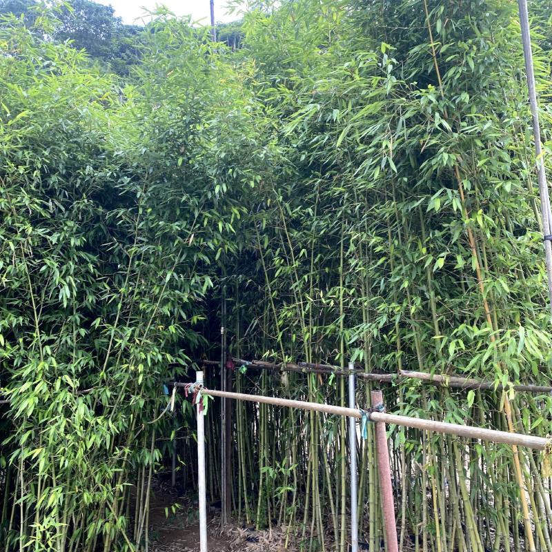 【刚竹紫竹毛竹青皮竹等】各种规格欢迎合作详谈